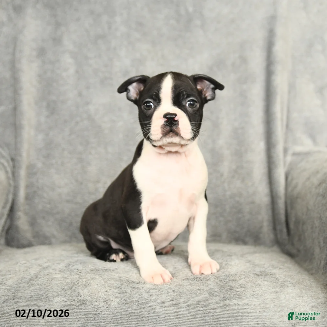 Boston Terrier dogs for sale: Baxter - Ad 1