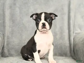 Boston Terrier dogs Baxter - Ad 19