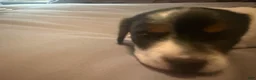 Miniature Dachshund dogs for sale: Miniature Dachshund 2 - Ad 2