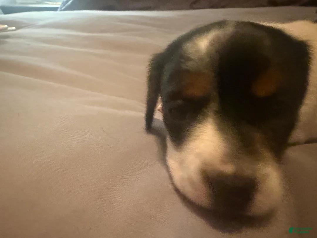 Miniature Dachshund dogs for sale: Miniature Dachshund 2 - Ad 2