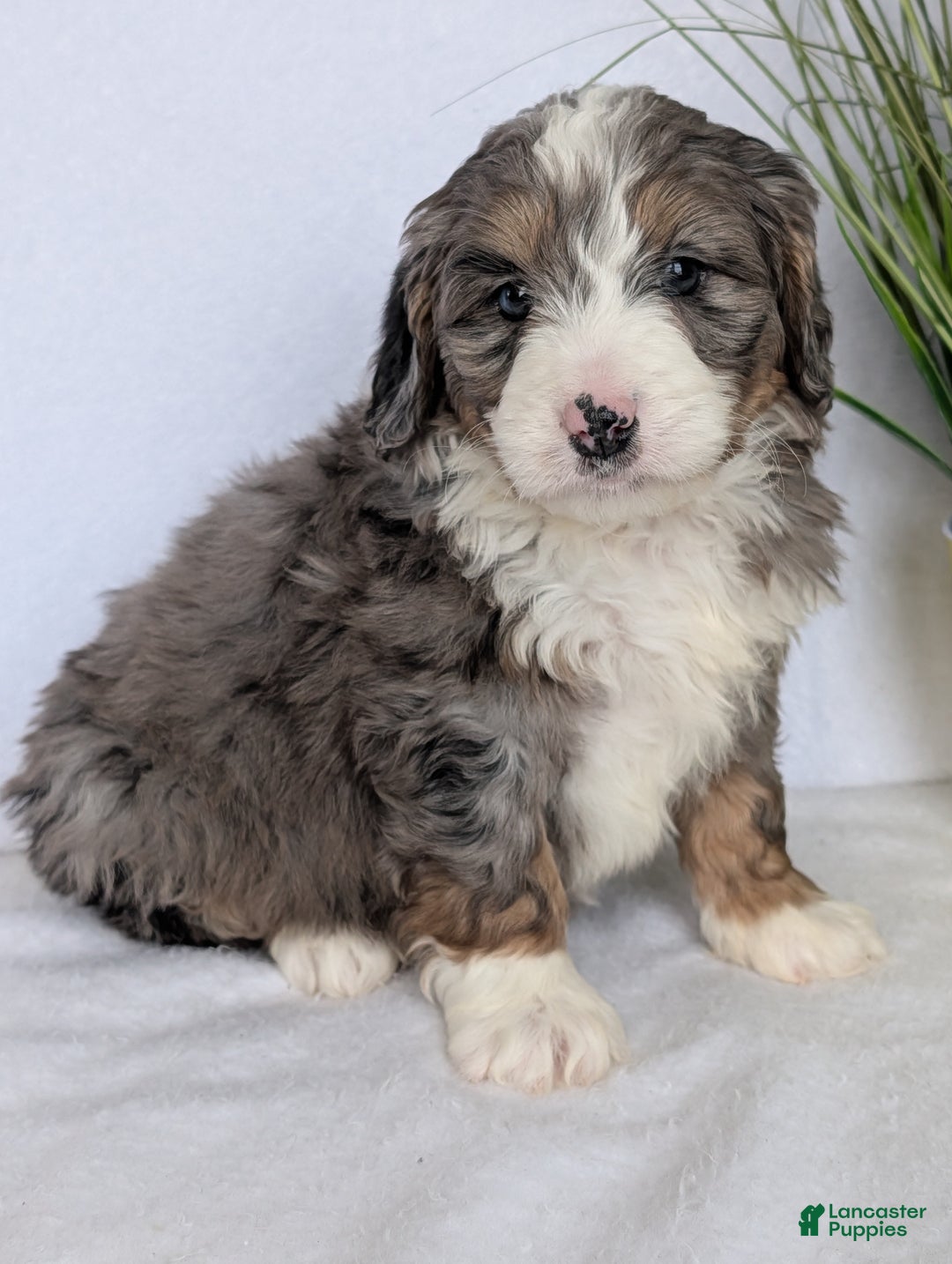 Mini Bernedoodle dogs for sale: Mini Bluey - Ad 13