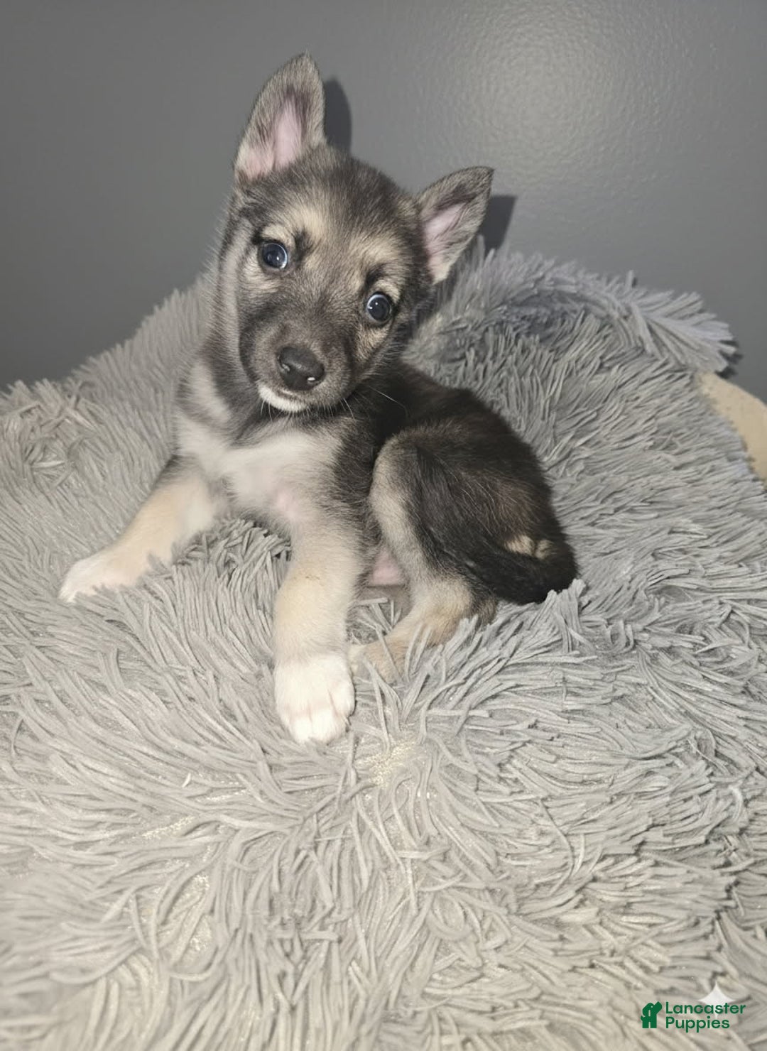 Gerberian Shepsky dogs for sale: Beauty - Ad 2