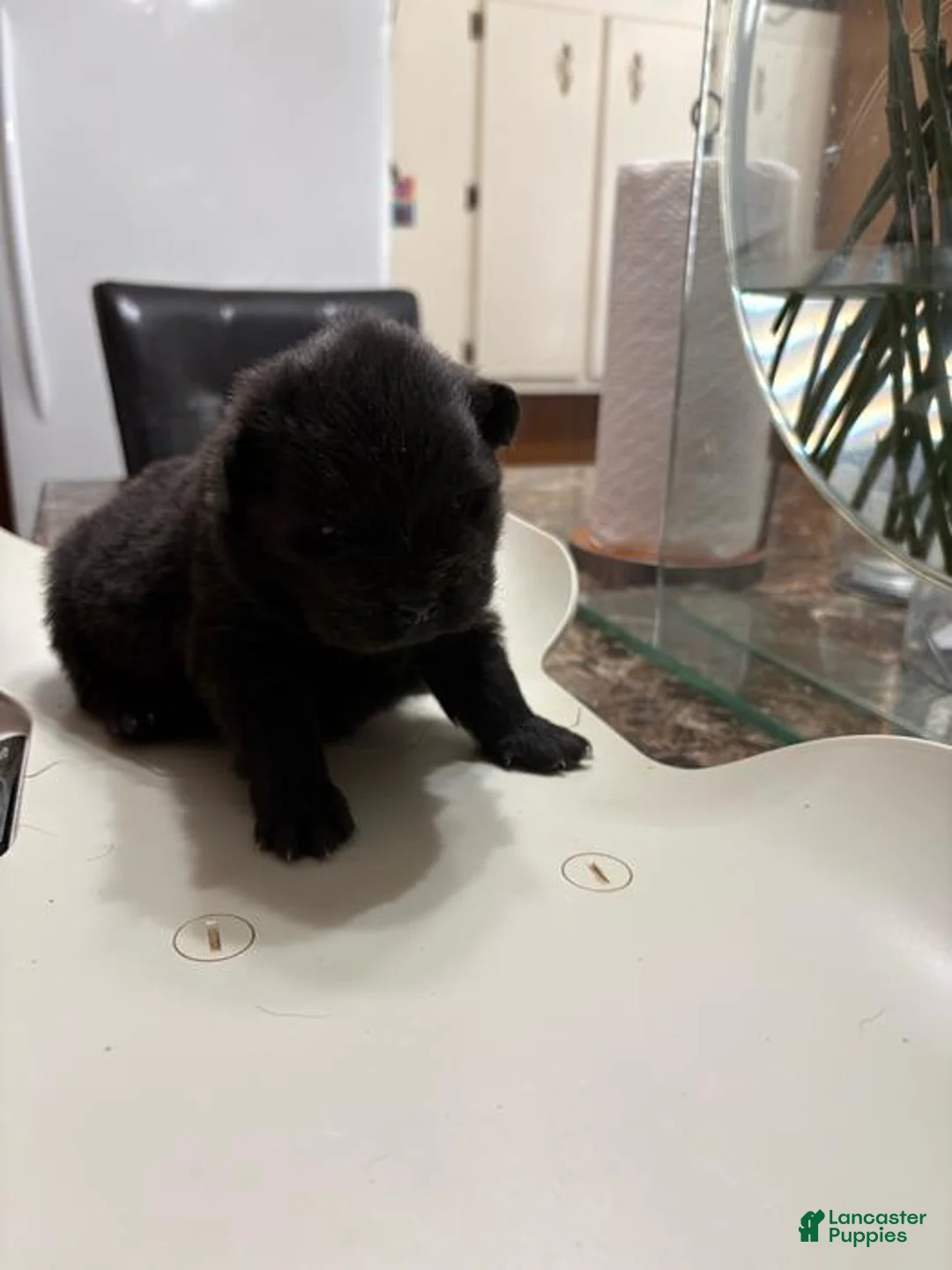 Chow Chow dogs for sale: Raven  - Ad 1