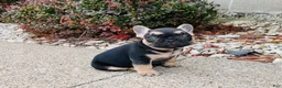 French Bulldog dogs for sale: Asher - Ad 8