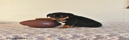 Rottweiler dogs for sale: Nyla - Ad 1