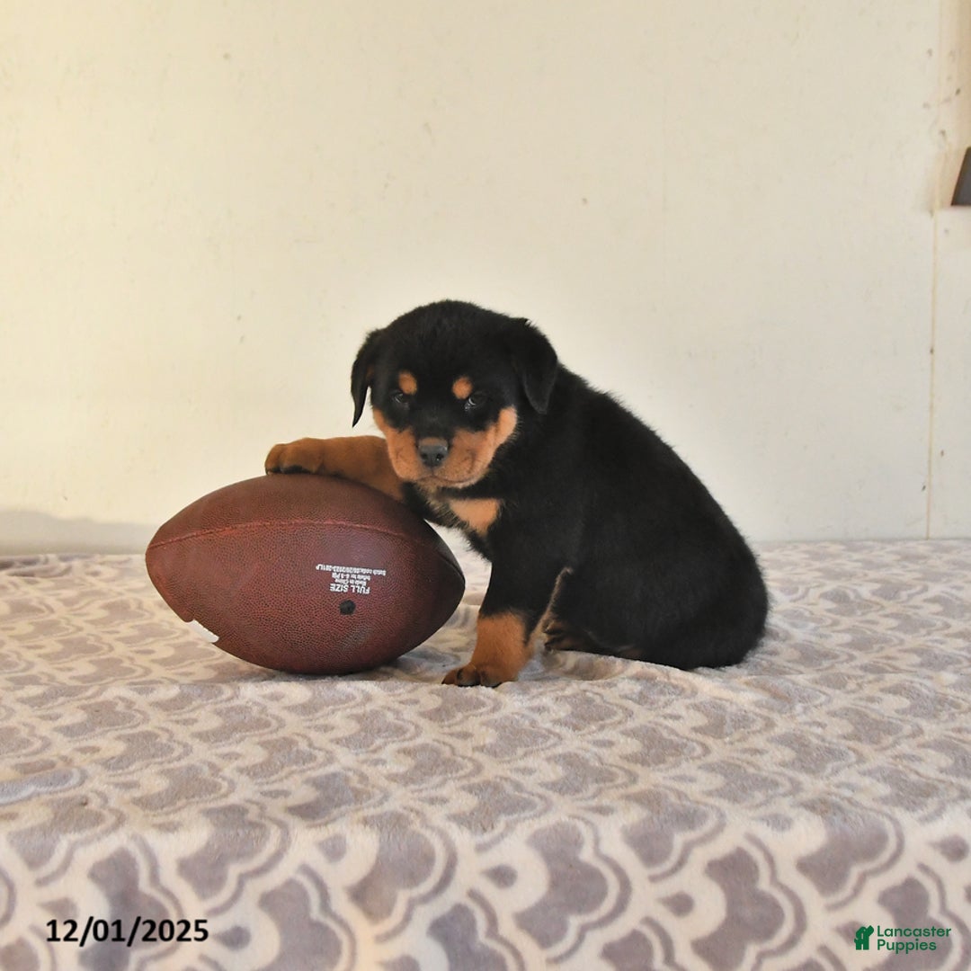 Rottweiler dogs for sale: Nyla - Ad 1
