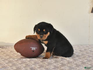 Rottweiler dogs Nyla - Ad 35