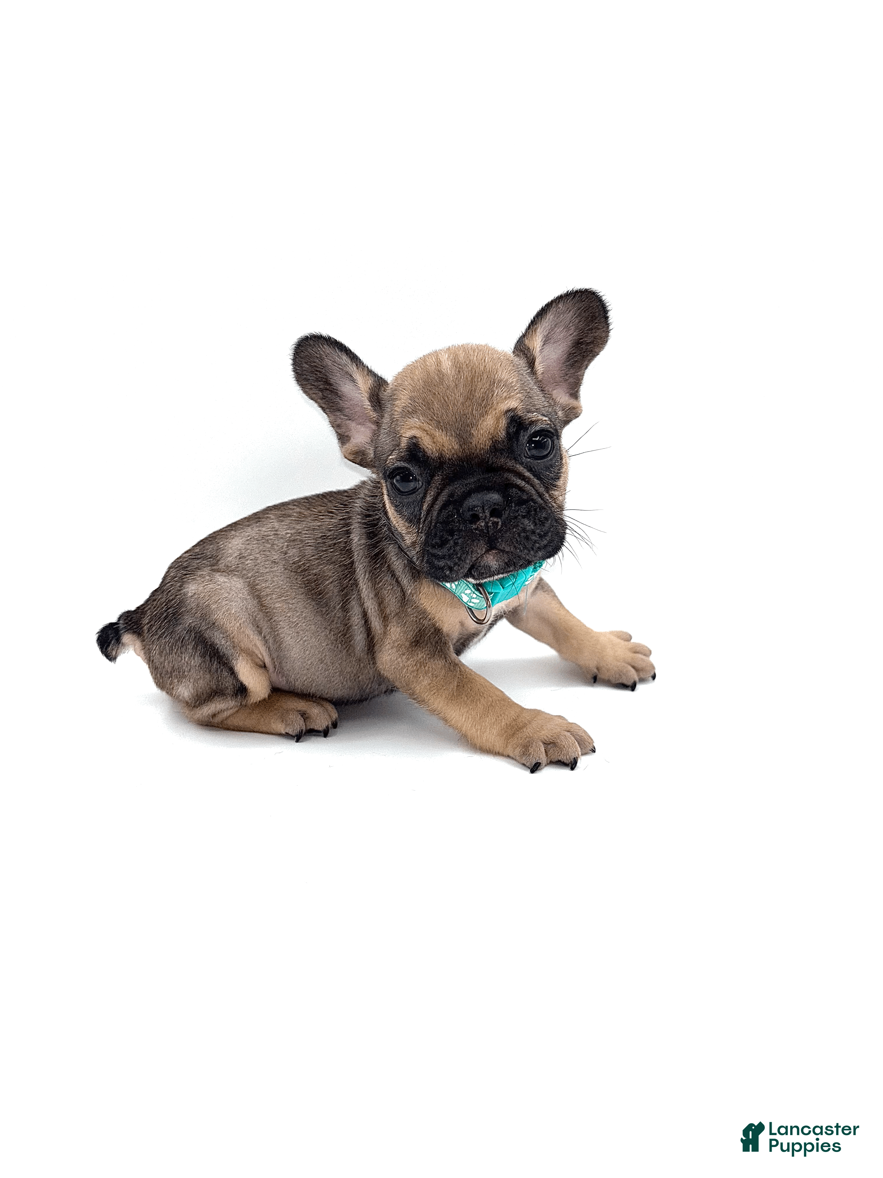 French Bulldog dogs French Bulldog Puppy 4 - Ad 2