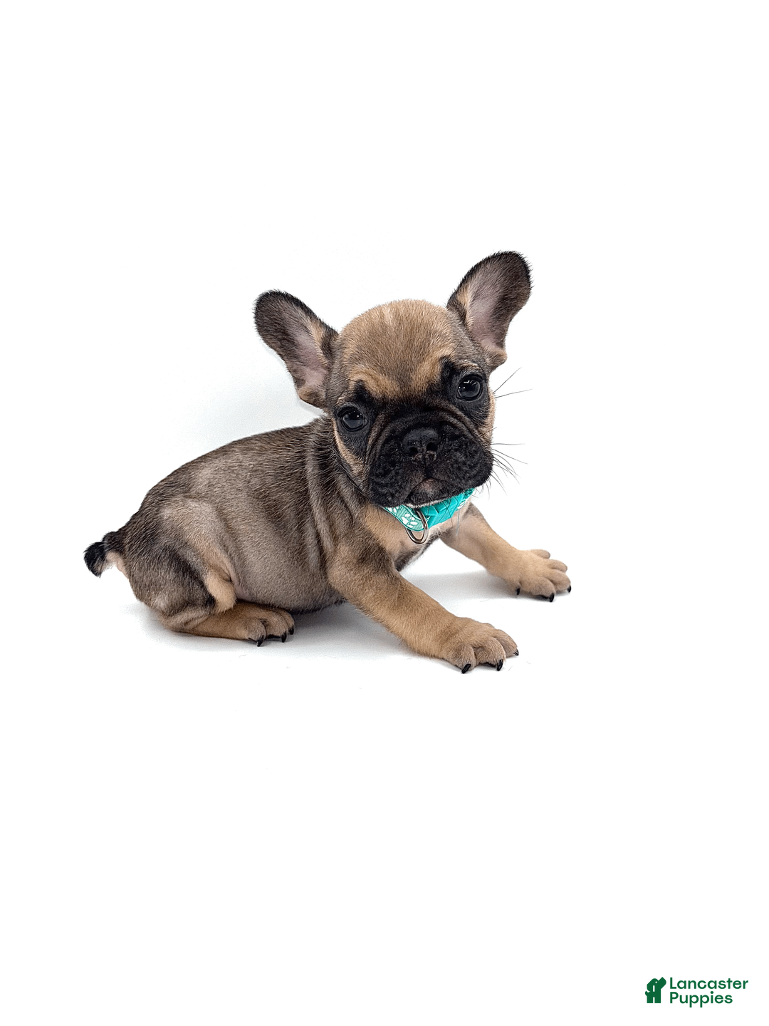 French Bulldog dogs for sale: French Bulldog Puppy 4 - Ad 2