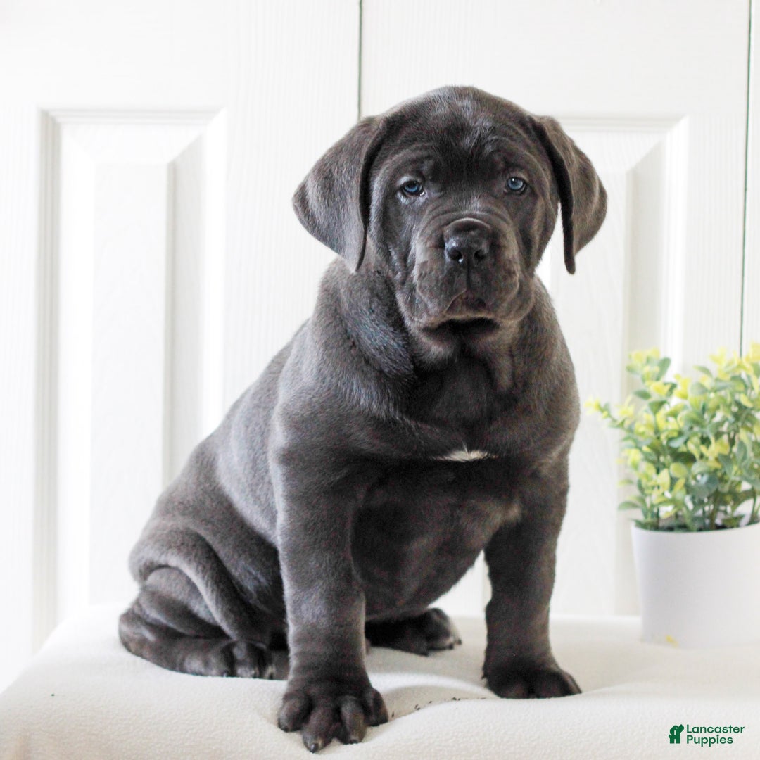 Cane Corso dogs for sale: King  - Ad 1