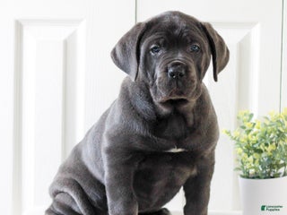 Cane Corso dogs King - Ad 2