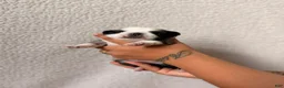 Pug dogs for sale: Pug Puppy 6 Flora - Ad 5