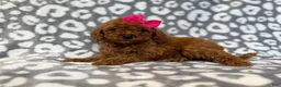 Cavapoo dogs for sale: Lottie - Ad 3