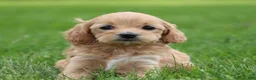 Mixed Breed dogs for sale: Kiva - Ad 5