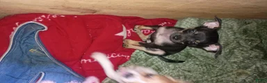 Chihuahua 2
