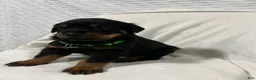Rottweiler dogs for sale: rocky - Ad 5