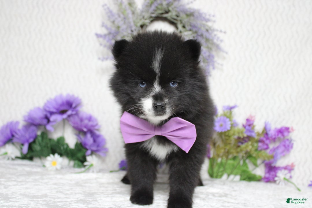 Pomsky dogs for sale: Luey  - Ad 1