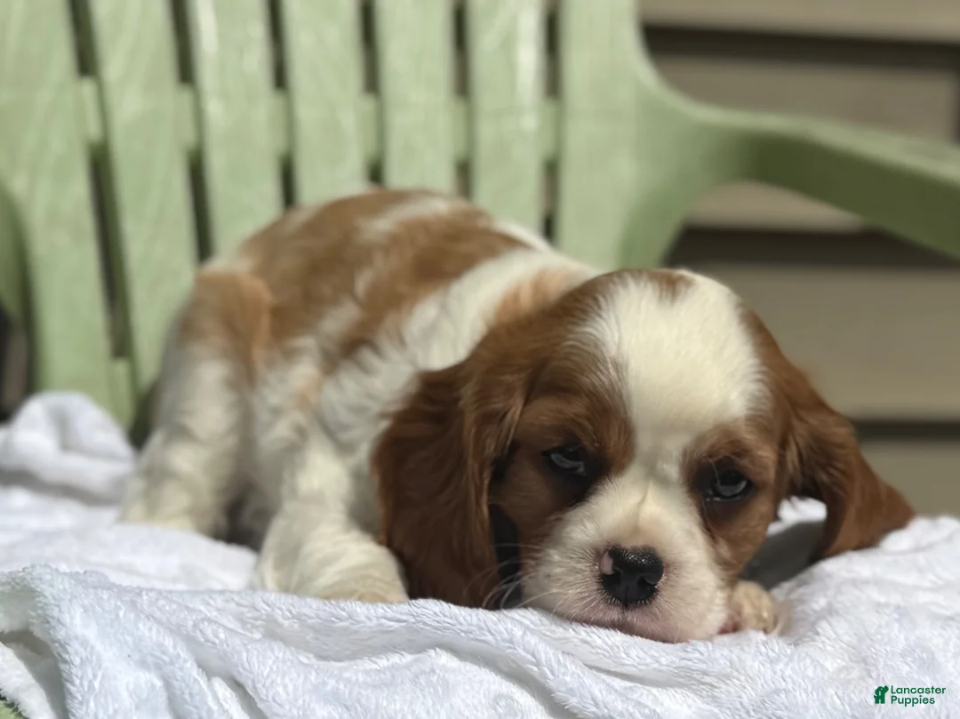 Cavalier King Charles Spaniel dogs for sale: Sanford - Ad 3