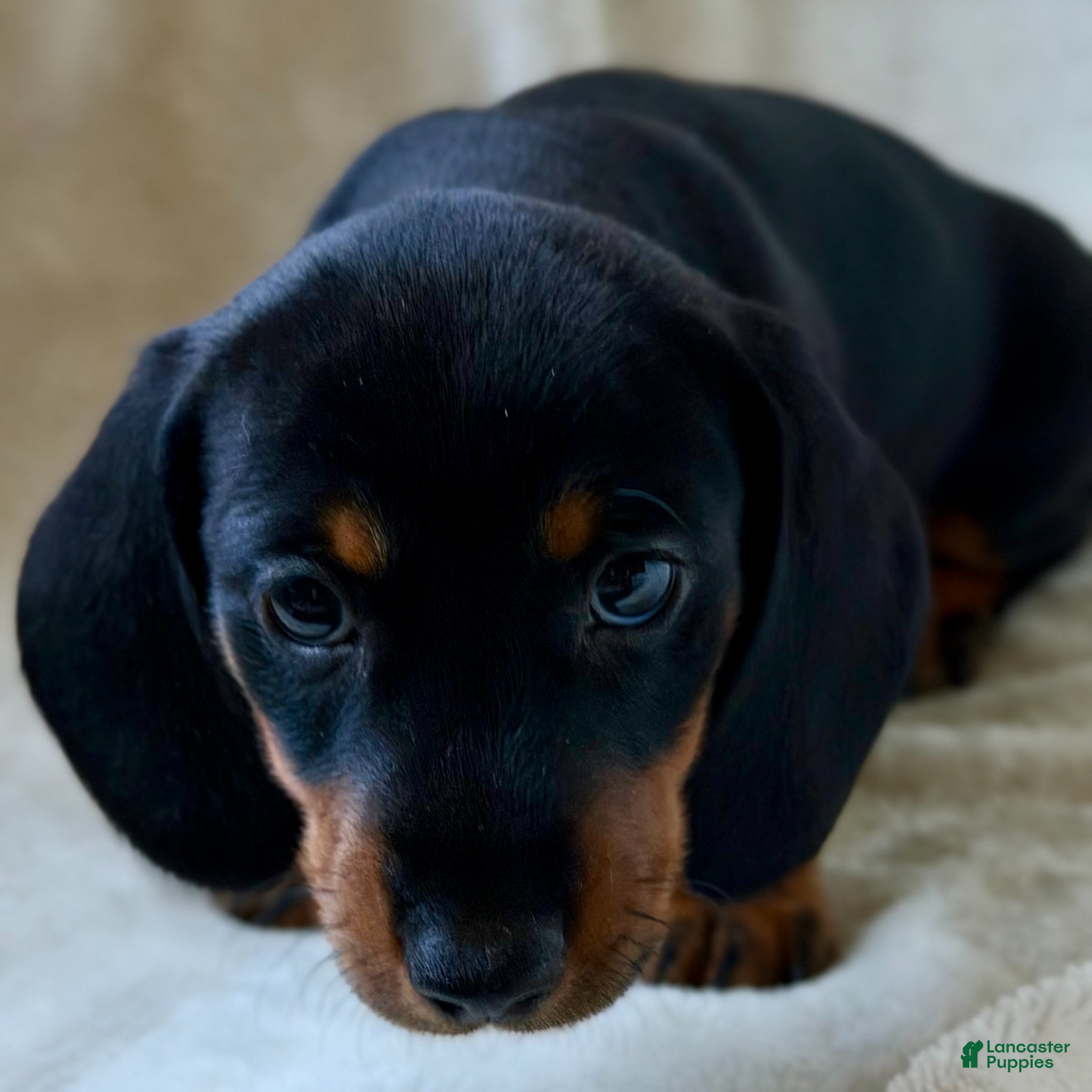 Miniature Dachshund dogs Miniature Dachshund Charlie - Ad 36