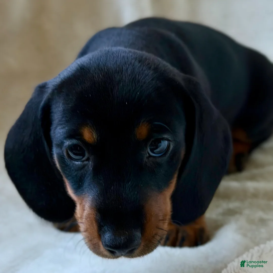 Miniature Dachshund dogs for sale: Miniature Dachshund Charlie - Ad 1