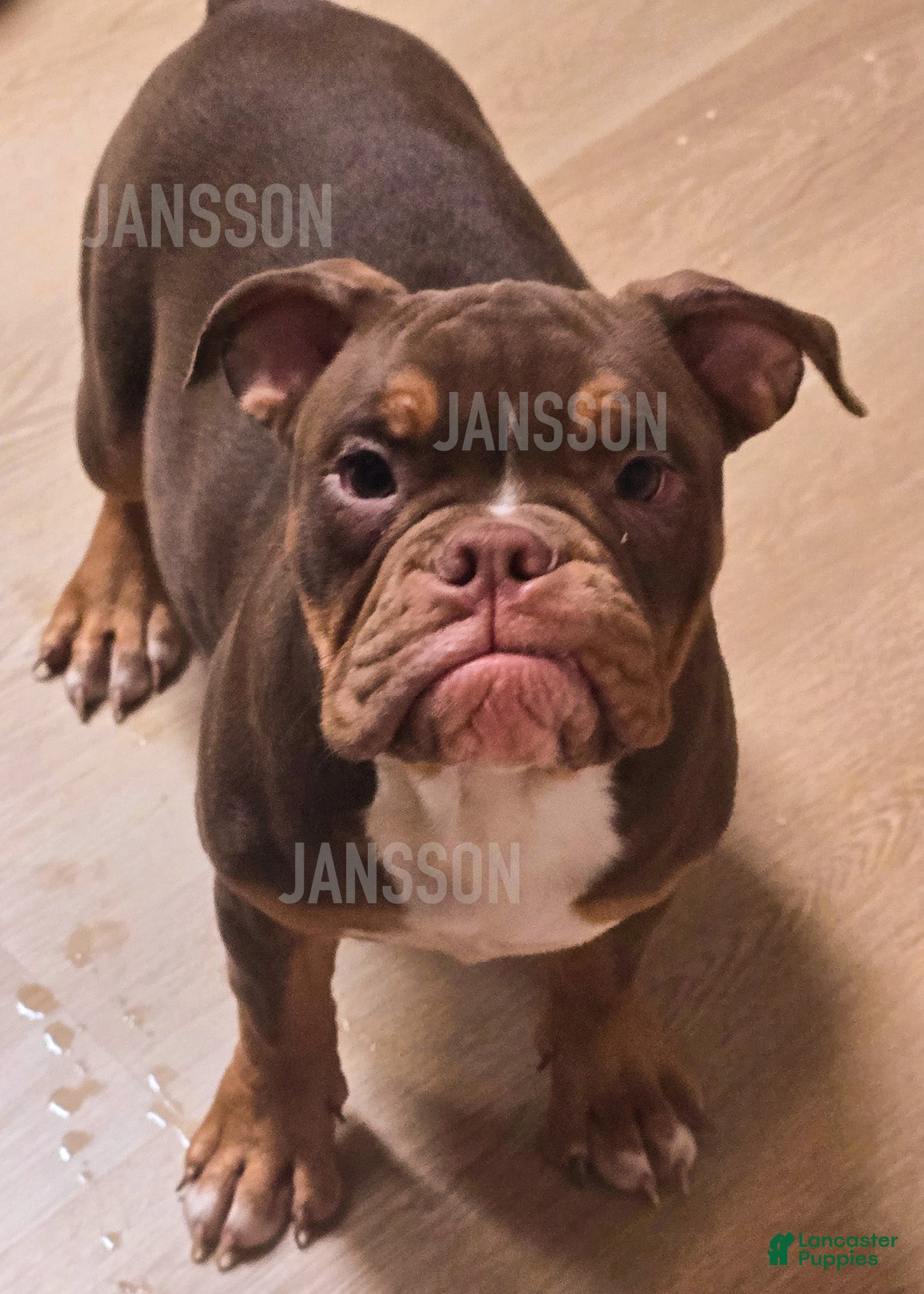 Olde English Bulldogge dogs Olde English Bulldogge Puppy Scooby - Ad 38