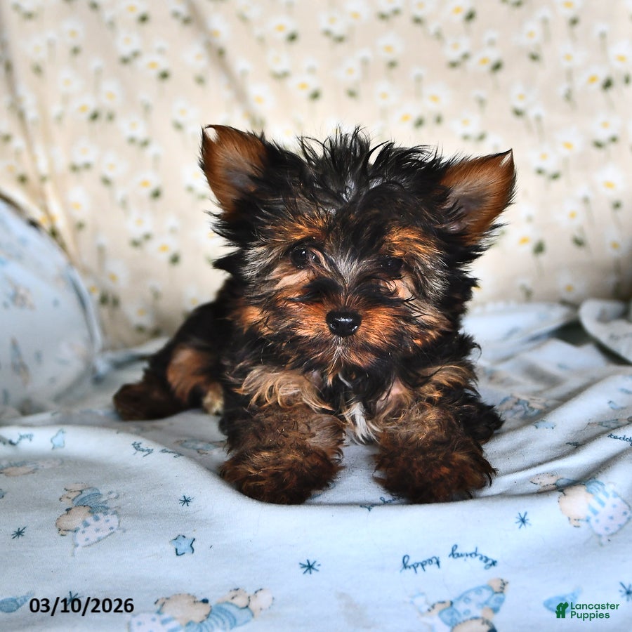 Yorkshire Terrier dogs Paisley Teacup - Ad 2