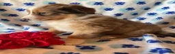 Mixed Breed dogs for sale: Linus - Ad 3
