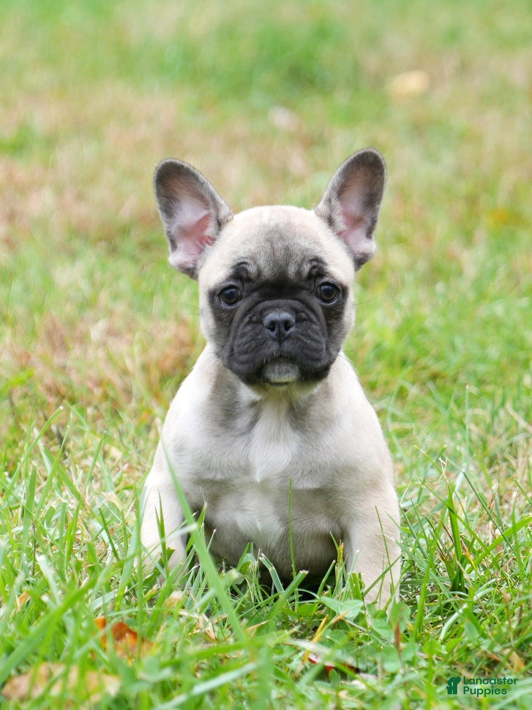 French Bulldog dogs for sale: Cassie - Ad 3