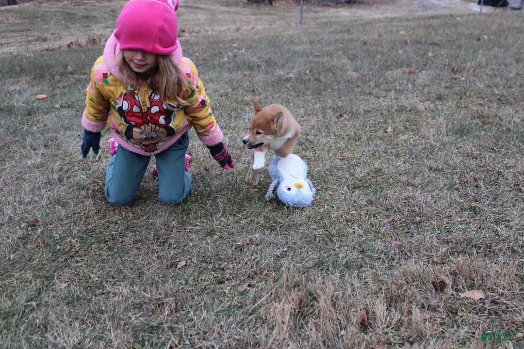 Shiba Inu dogs for sale: Wreath - Ad 7