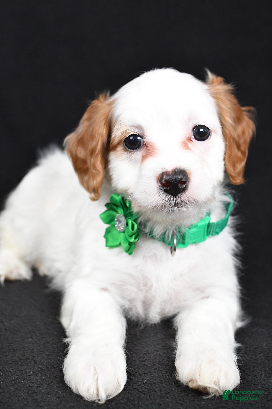 Cavapoo dogs for sale: Sophia  - Ad 3