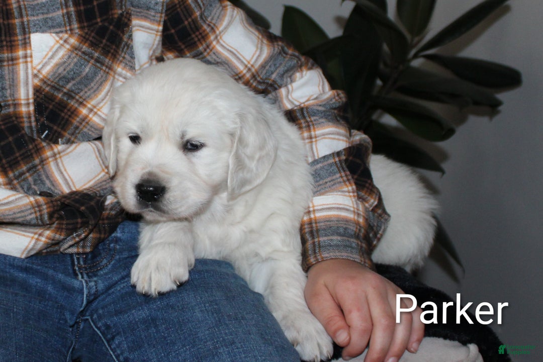 Golden Retriever dogs for sale: Parker - Ad 2