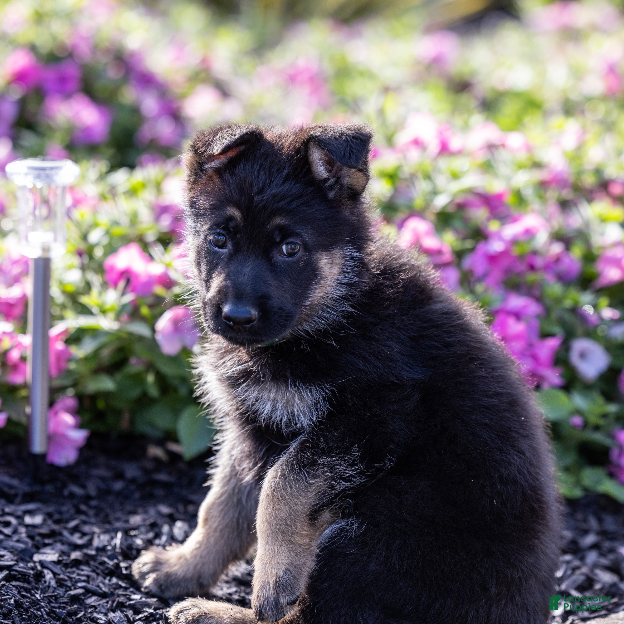 German Shepherd dogs Grace  - Ad 2