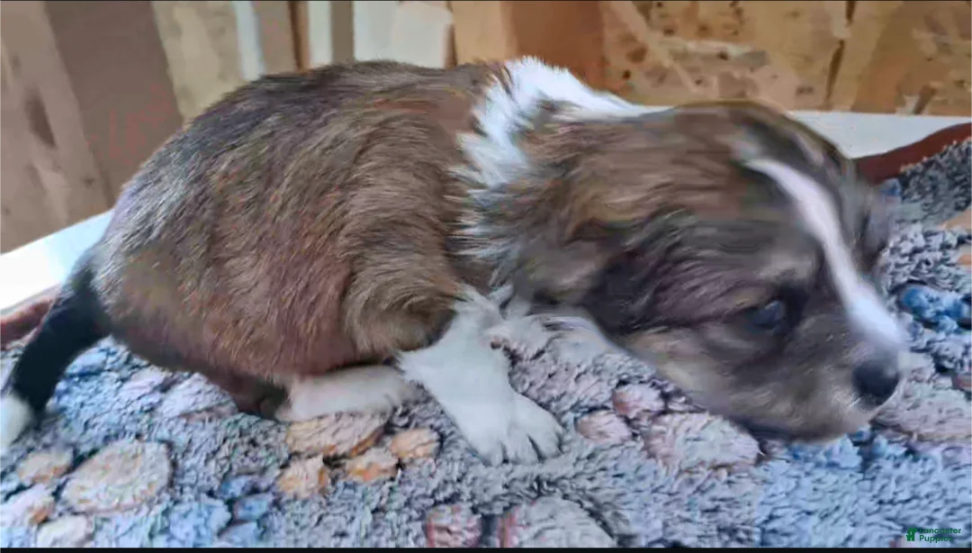 Chihuahua dogs for sale: Kellum - Ad 1