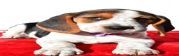 Beagle dogs for sale: Molly - Ad 4