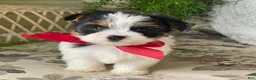 Biewer Terrier dogs for sale: Winky - Ad 4