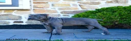 Cane Corso dogs for sale: Tessa - Ad 2