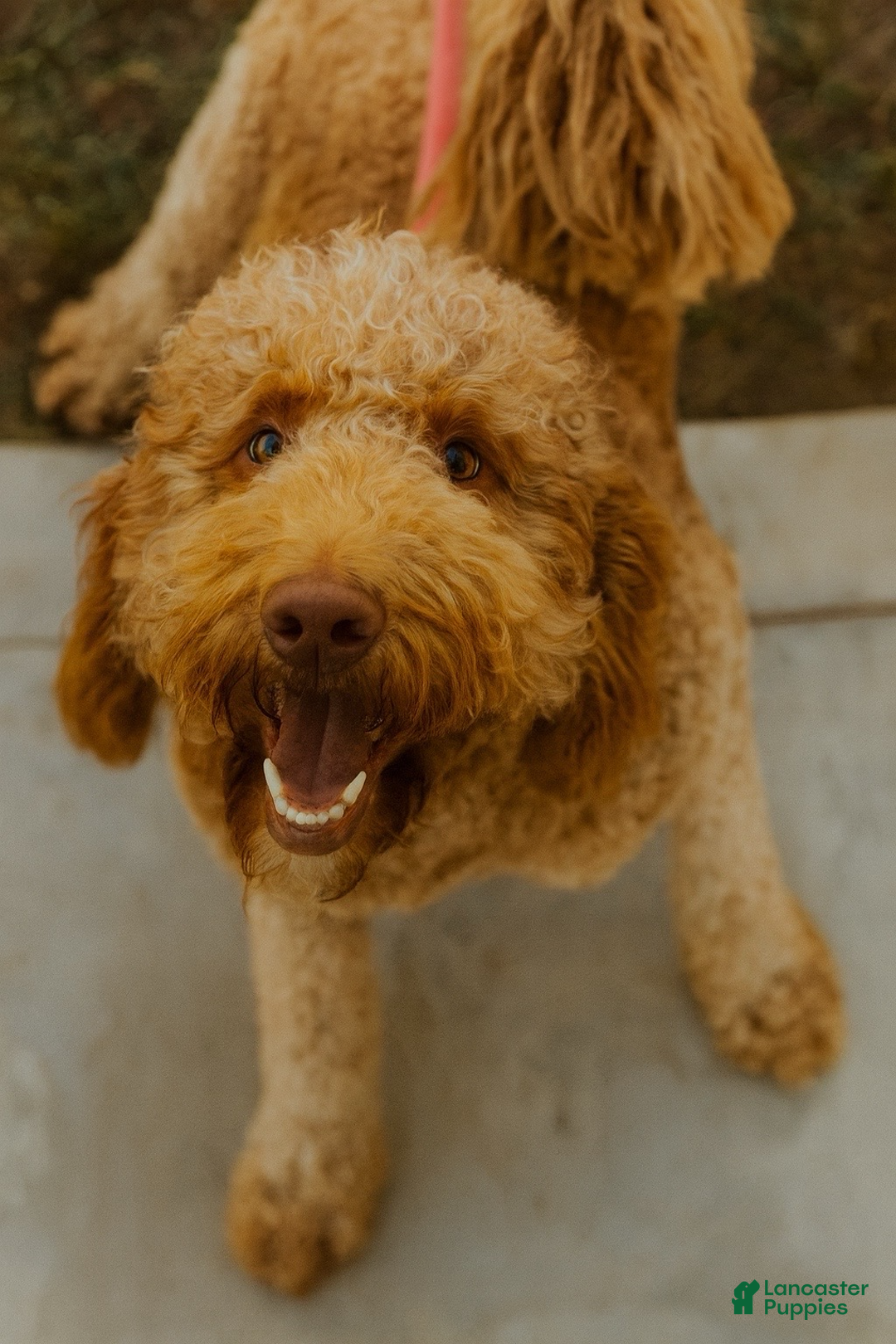 Goldendoodle dogs for sale: Luv – Apricot Medium Goldendoodle (F) – Service Dog Temperament Candidate - Ad 8
