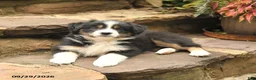 Australian Shepherd dogs for sale: Maddy - Ad 5