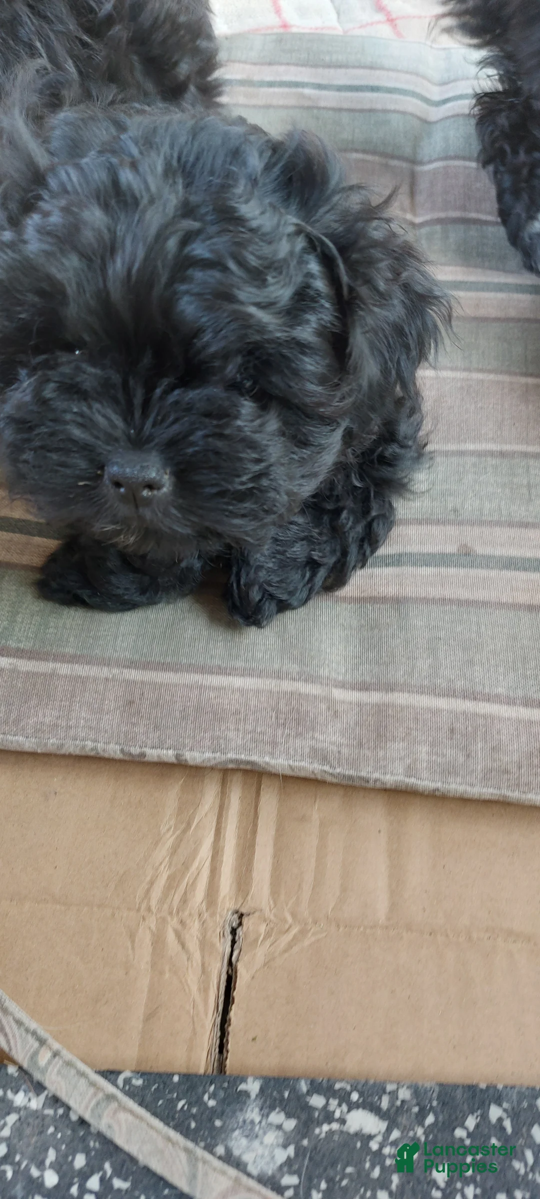 Shih Tzu dogs for sale: Shih Tzu Puppy 6 - Ad 2