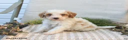 Mini Goldendoodle dogs for sale: Mason - Ad 4