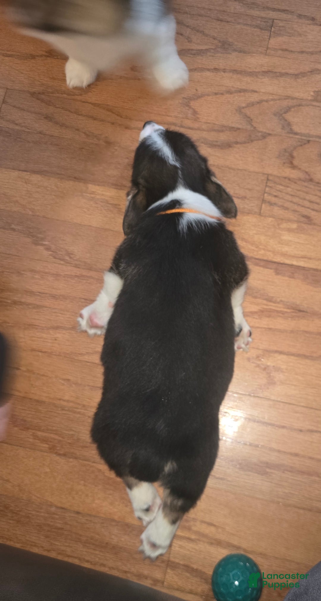 Welsh Corgi Pembroke dogs for sale: Welsh Corgi Pembroke Puppy 2 - Ad 7