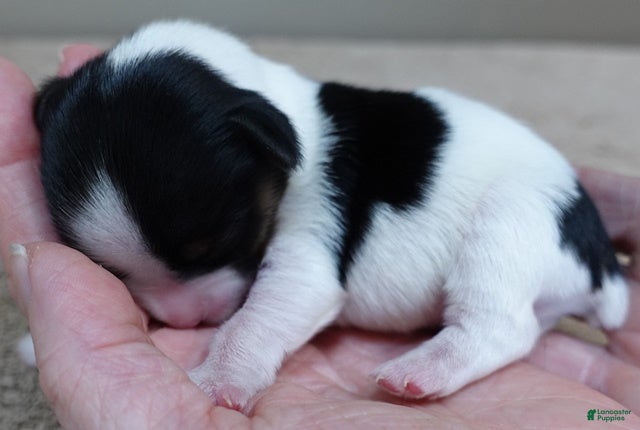 Yorkshire Terrier dogs Leo  - Ad 1