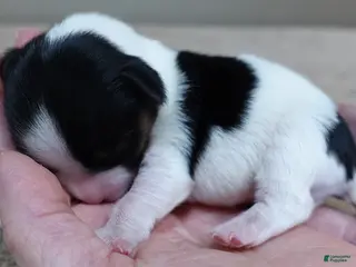 Yorkshire Terrier dogs Leo - Ad 1