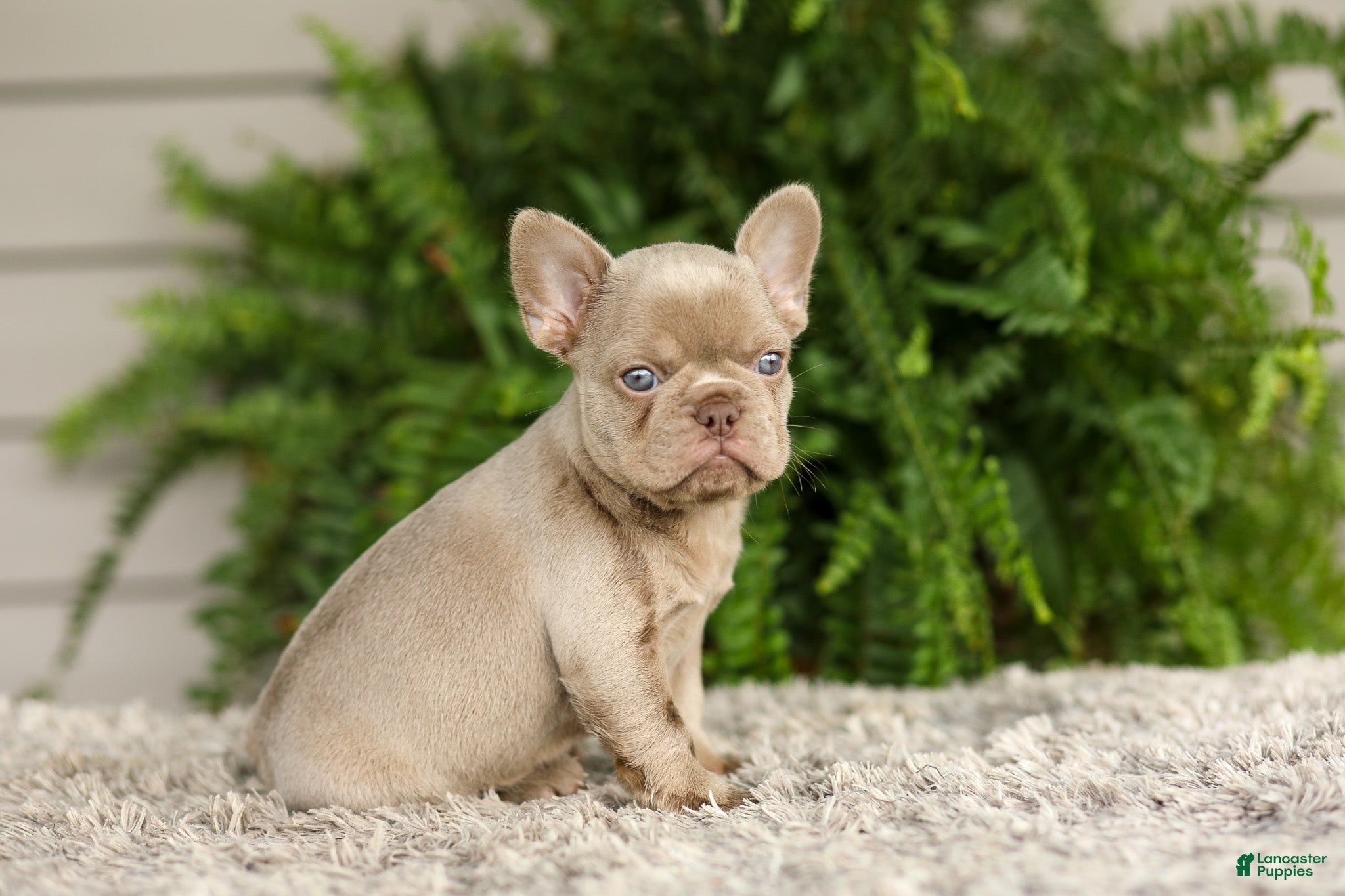 French Bulldog dogs Anne - Isabella - Ad 1