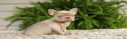 French Bulldog dogs for sale: Anne - Isabella - Ad 1