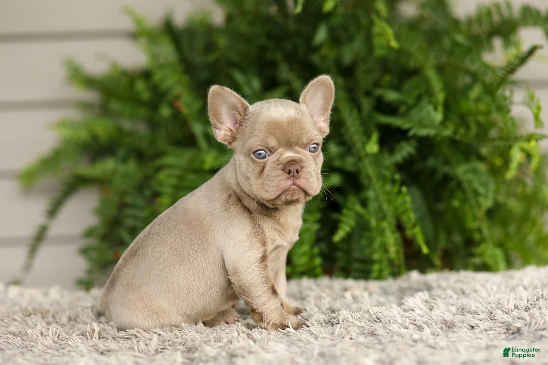 French Bulldog dogs for sale: Anne - Isabella - Ad 1