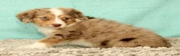 Mini Aussiedoodle dogs for sale: Lance - Ad 3