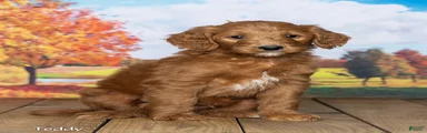 Teddy