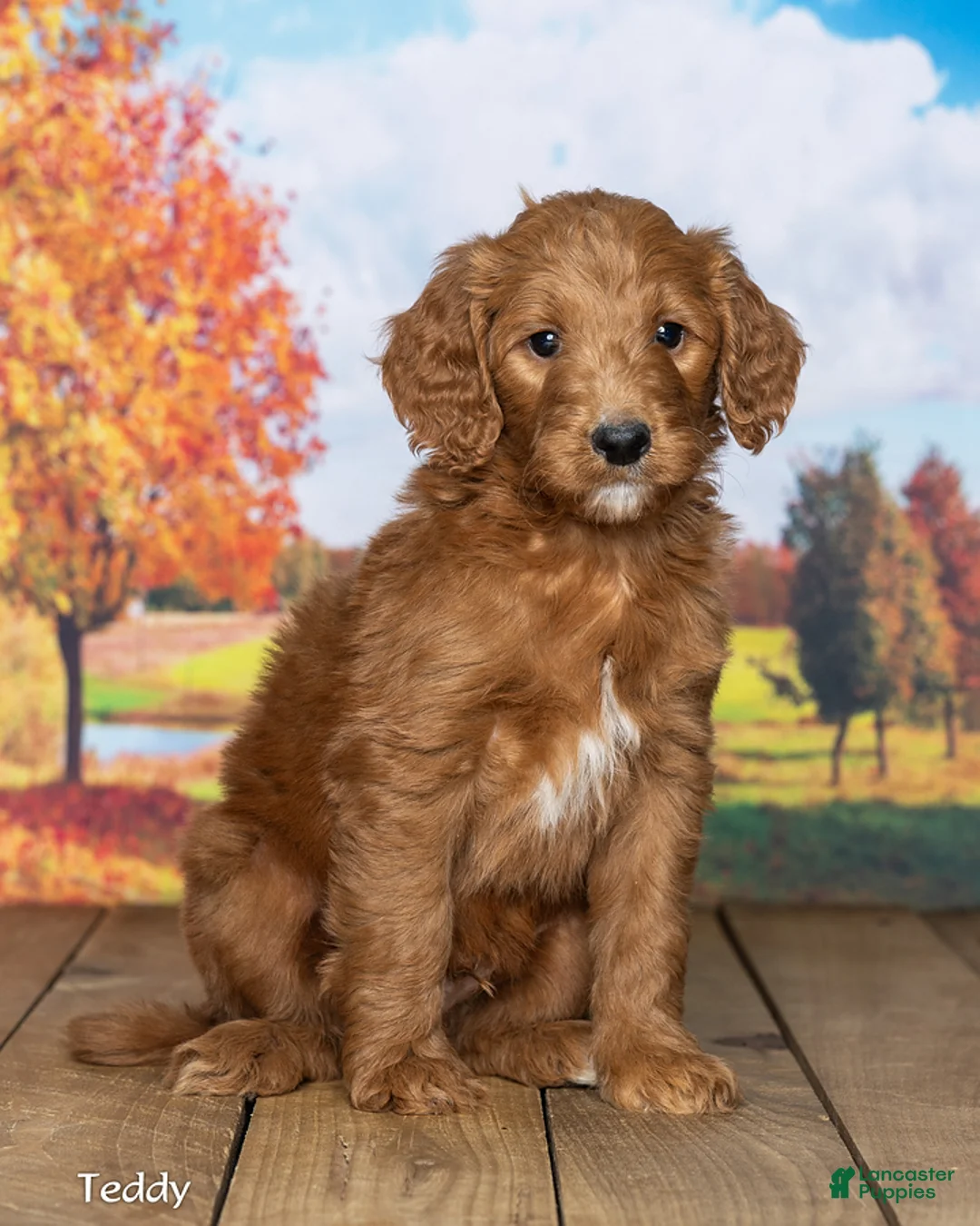 Goldendoodle dogs for sale: Teddy - Ad 1