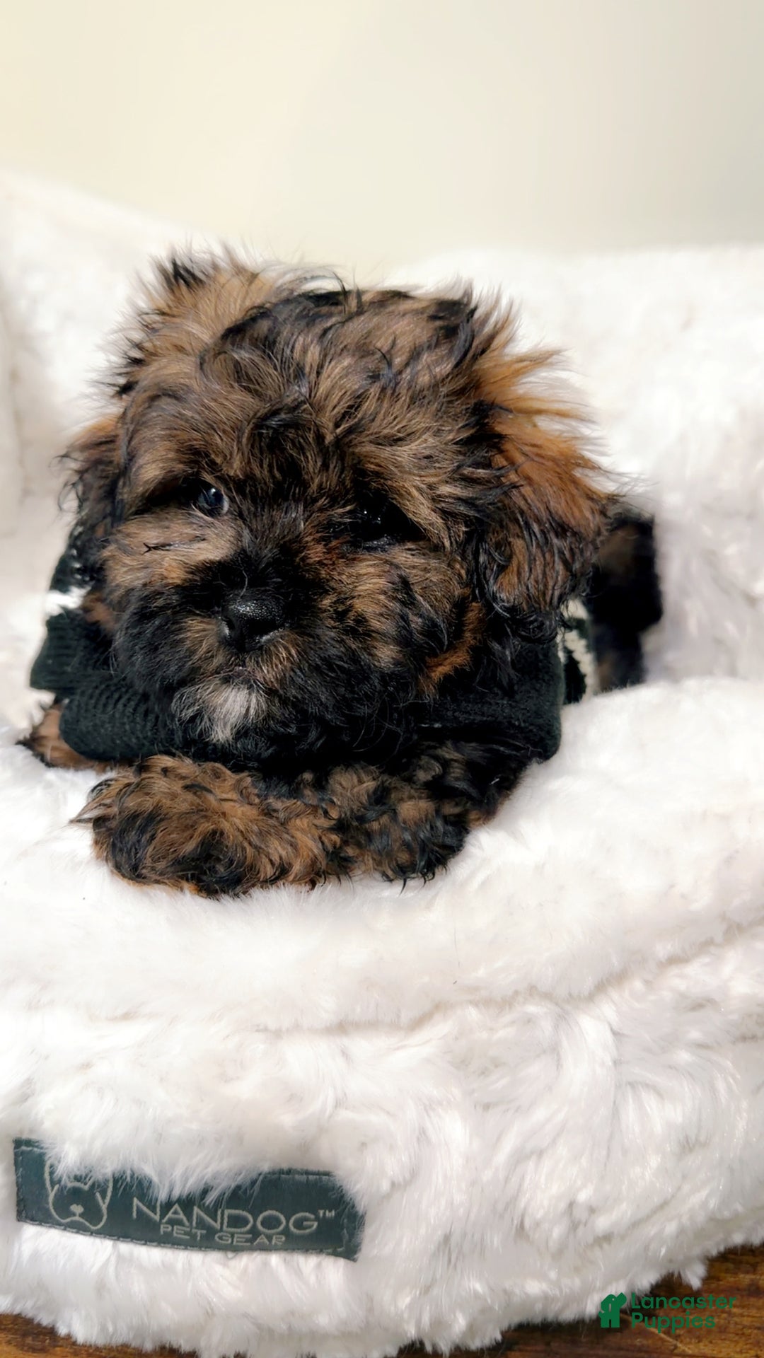 Shihpoo dogs for sale: Ziggy  - Ad 1